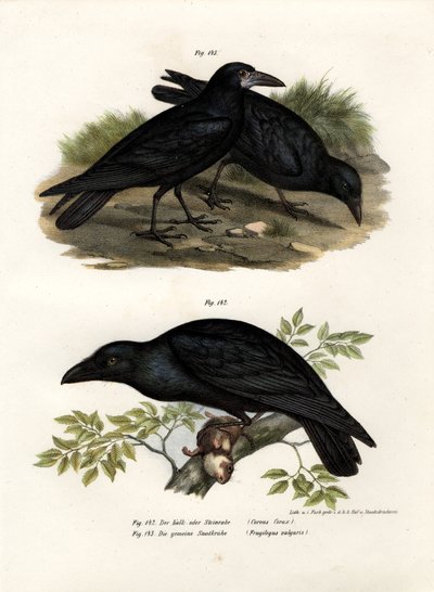 Common Raven by German School